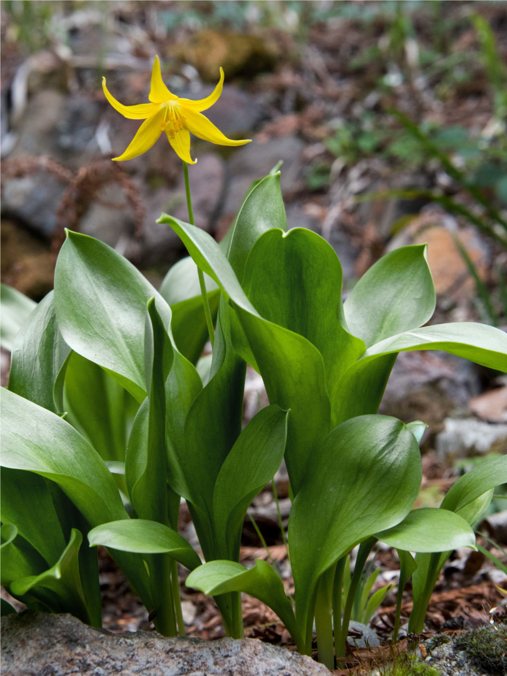 20 PACIFIC HORTICULTURE | FALL 2018 Protecting California’S Flora Behind the Scenes at Regional Parks Botanic Garden in Tilden Park Story and Photos by Stephanie Penn