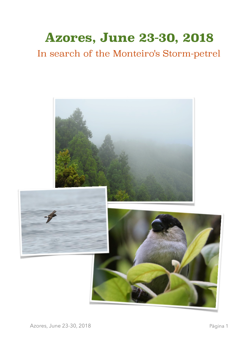 Azores, June 23-30, 2018 in Search of the Monteiro's Storm-Petrel