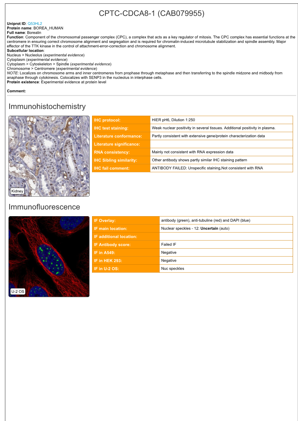 CPTC-CDCA8-1 (CAB079955) Immunohistochemistry