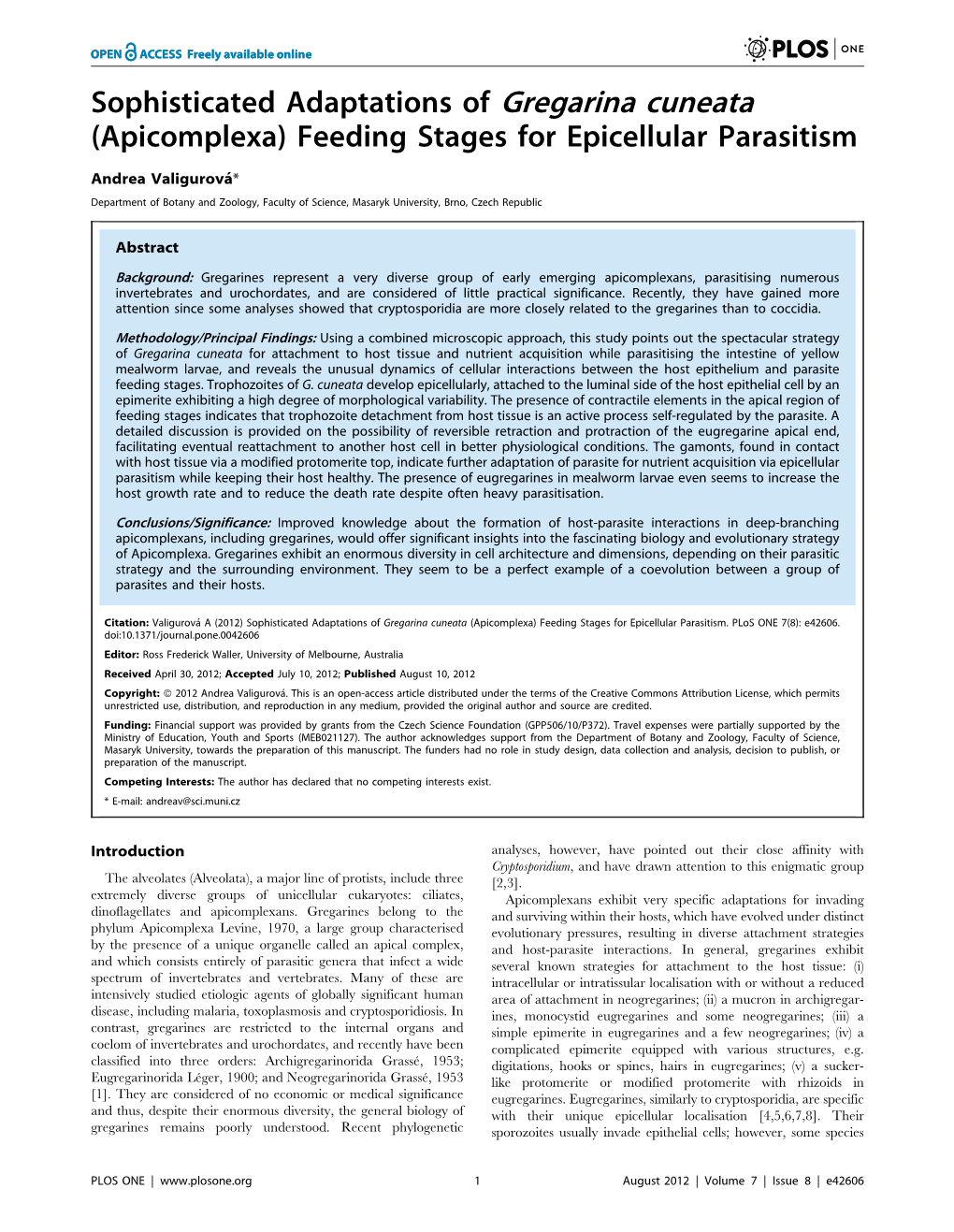 Sophisticated Adaptations of Gregarina Cuneata (Apicomplexa) Feeding Stages for Epicellular Parasitism