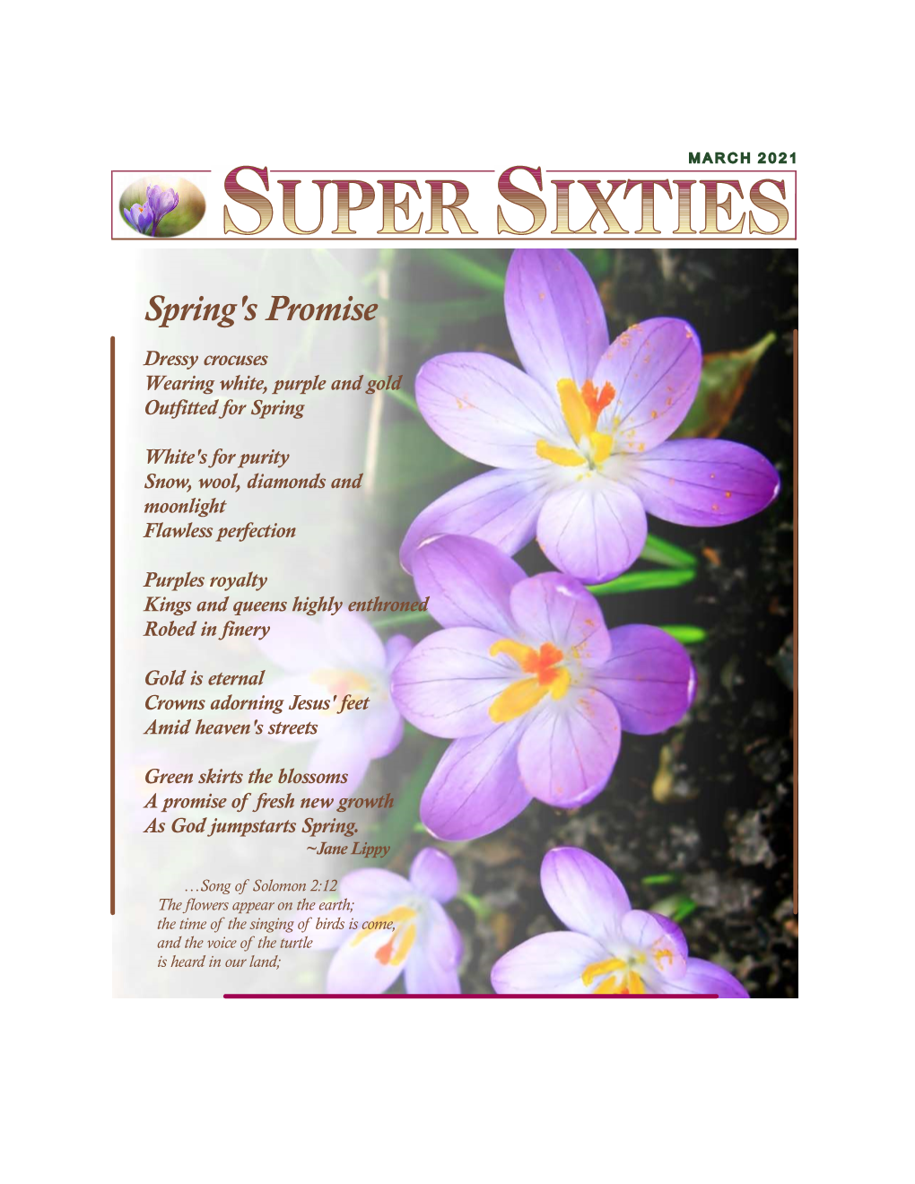 Spring's Promise Dressy Crocuses Wearing White, Purple and Gold Outfitted for Spring