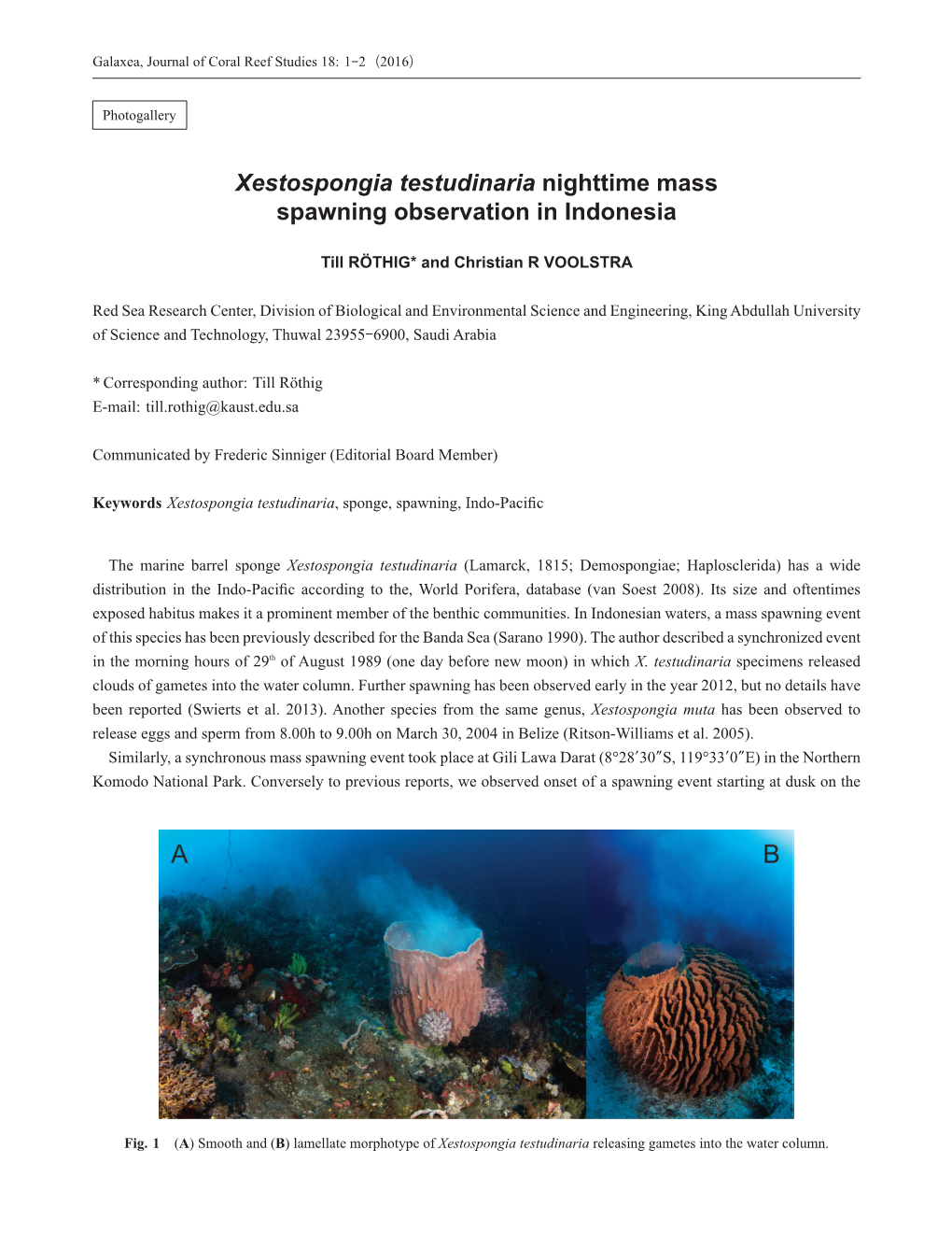 Xestospongia Testudinaria Nighttime Mass Spawning Observation in Indonesia