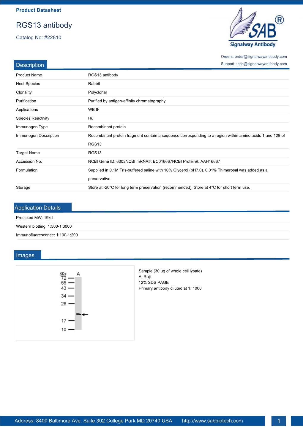 RGS13 Antibody