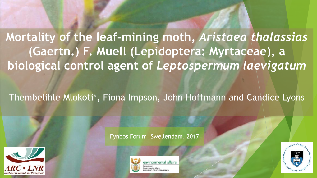 Mortality of the Leaf-Mining Moth, Aristaea Thalassias (Gaertn.) F