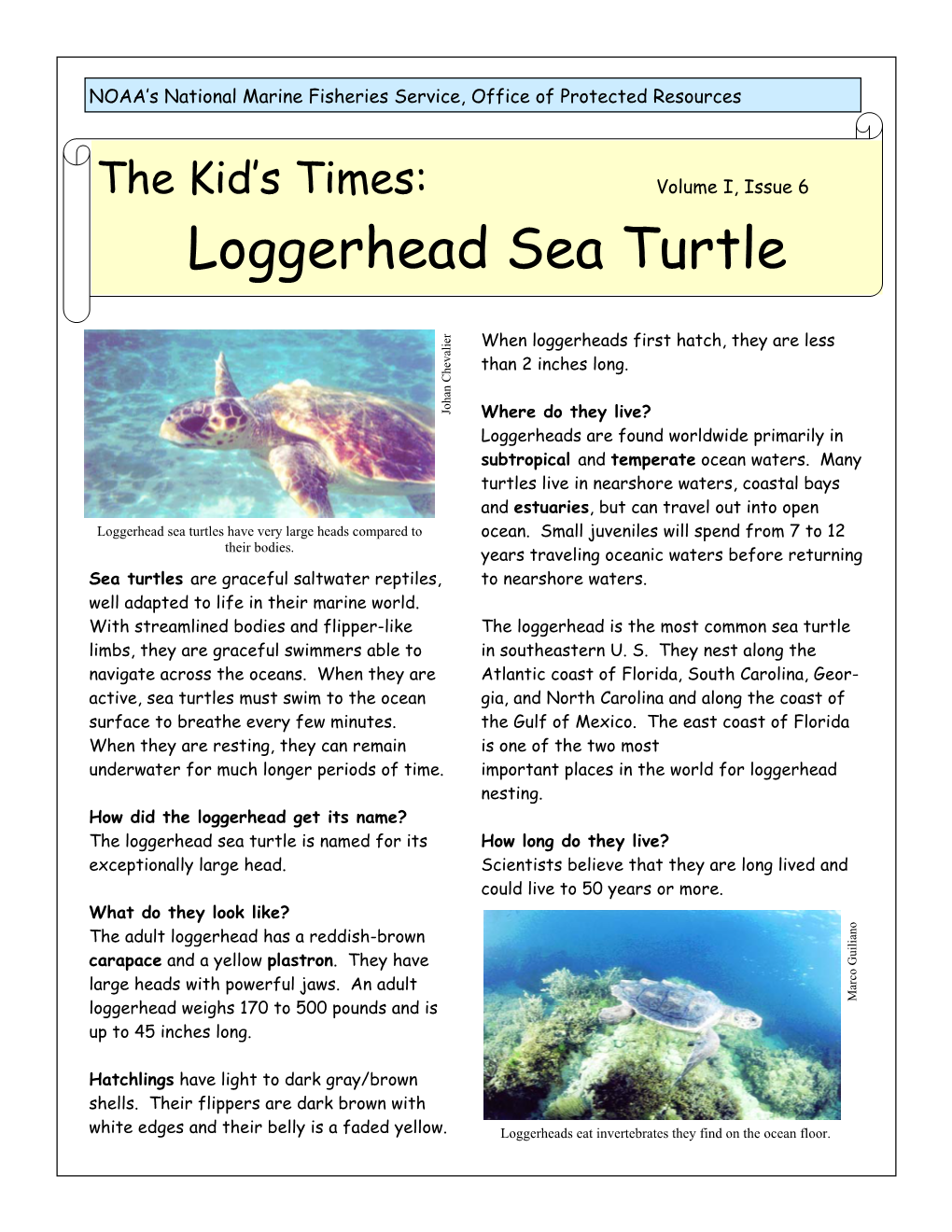 Kid's Times: Loggerhead Sea Turtle