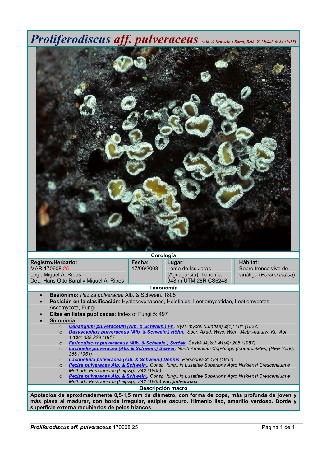 Proliferodiscus Aff. Pulveraceus 170608 25 Página 1 De 4 Corología