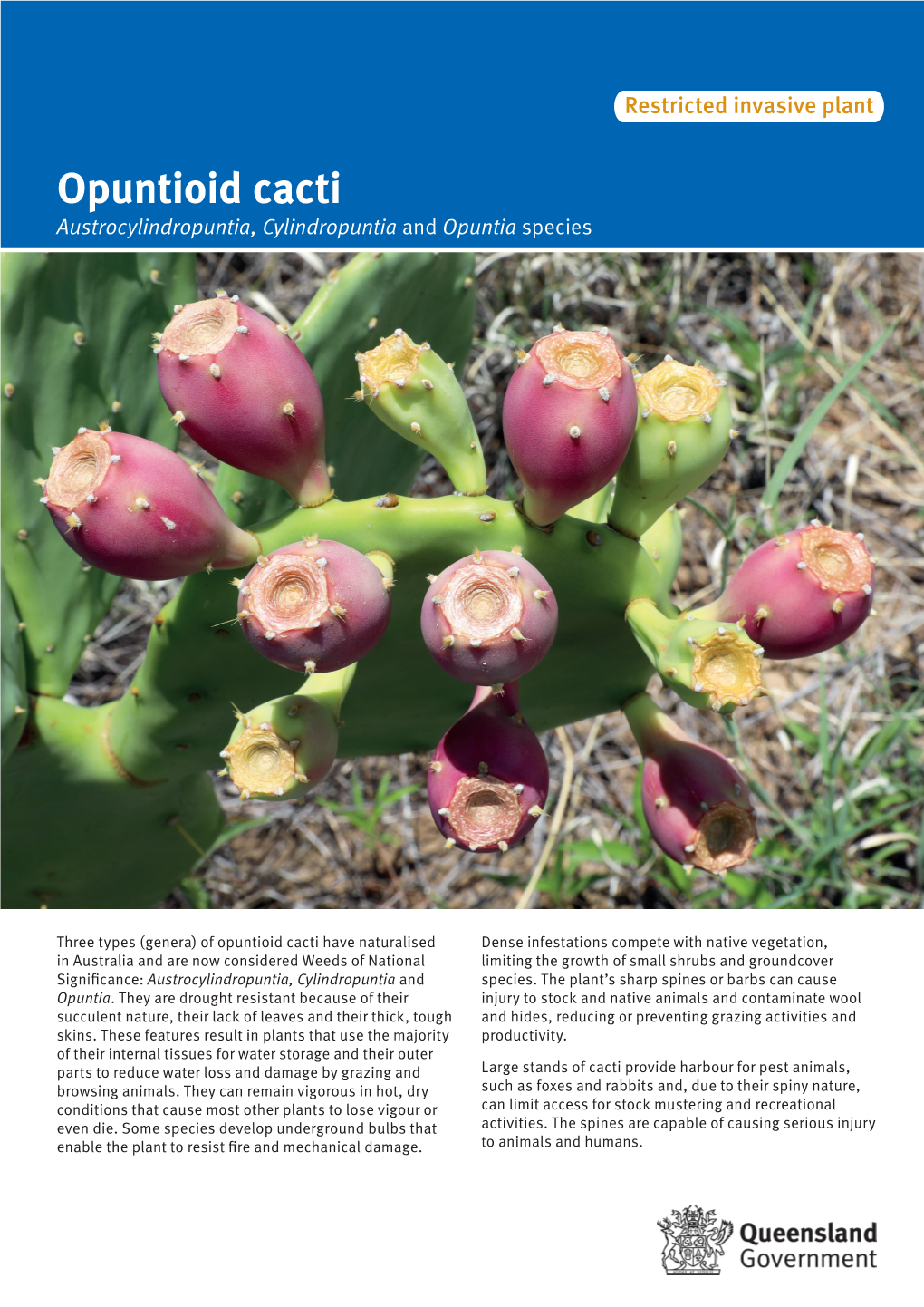 Opuntioid Cacti