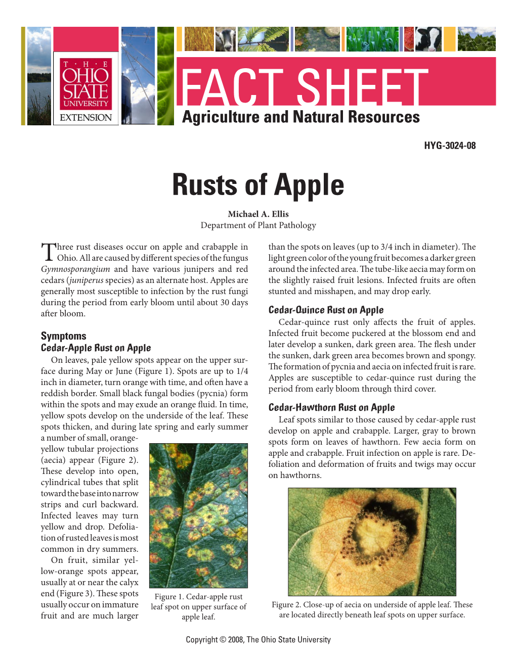 Rusts of Apple