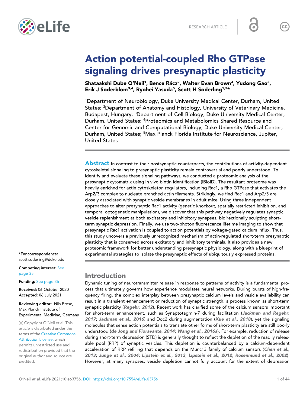 Action Potential-Coupled Rho Gtpase Signaling Drives Presynaptic Plasticity