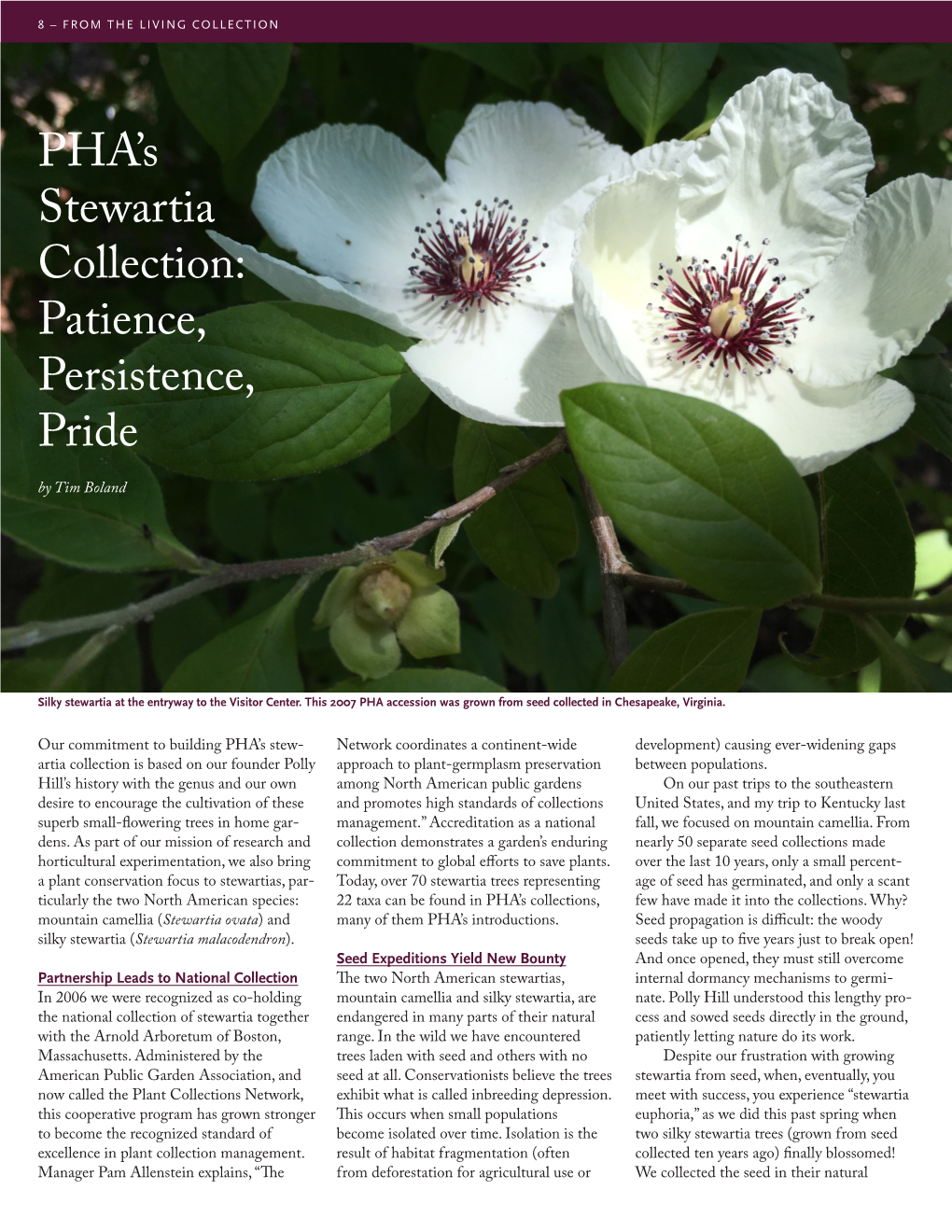 PHA's Stewartia Collection