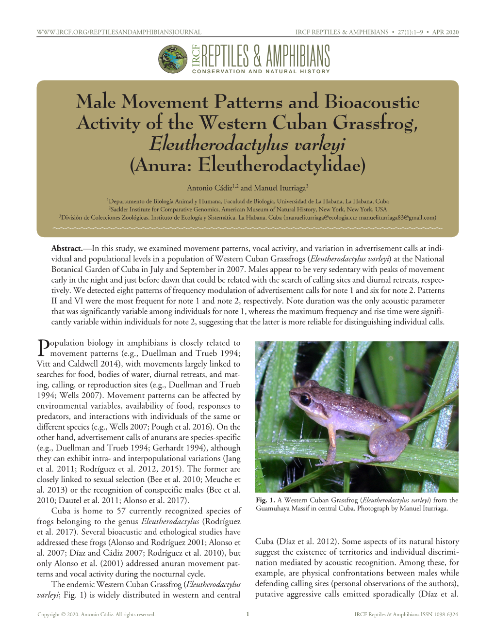 Male Movement Patterns and Bioacoustic Activity of the Western Cuban Grassfrog, Eleutherodactylus Varleyi