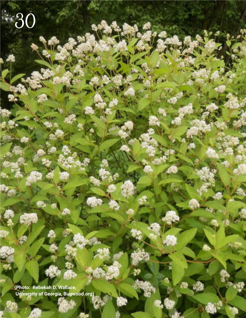 New Jersey Tea Ceanothus Americanus by Eamonn Leonard Eamonn.Leonard@Dnr.Ga.Gov