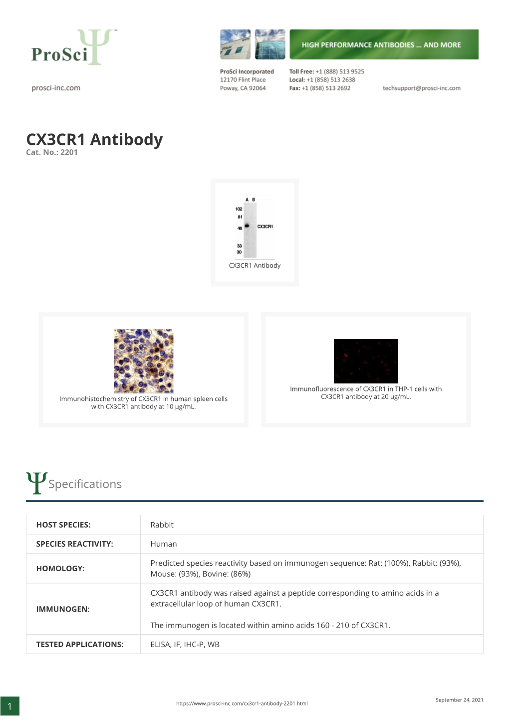 CX3CR1 Antibody Cat