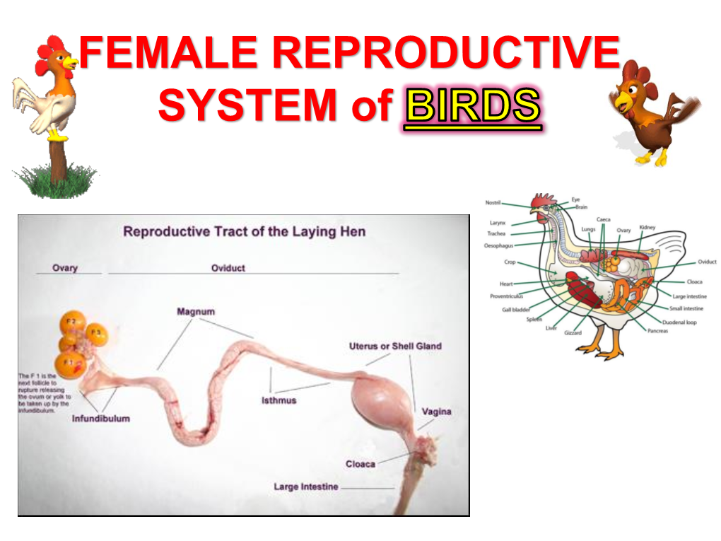 FEMALE REPRODUCTIVE SYSTEM of  General Features