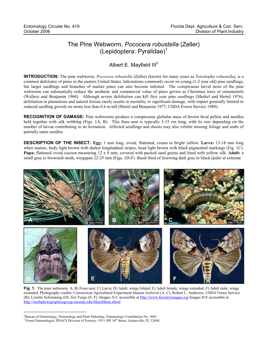 The Pine Webworm, Pococera Robustella (Zeller) (Lepidoptera: Pyralidae)1