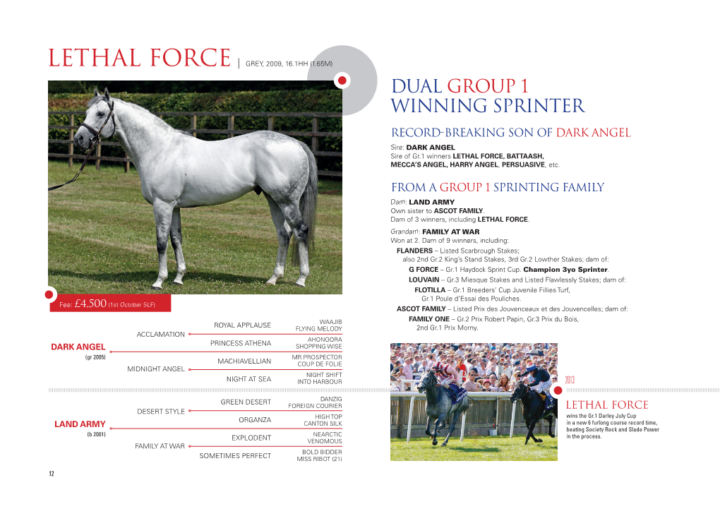 Dual Group 1 Winning Sprinter