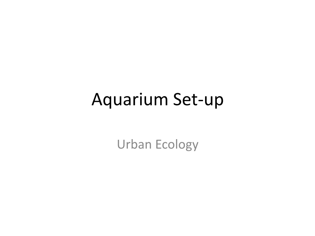 Aquarium Set-Up