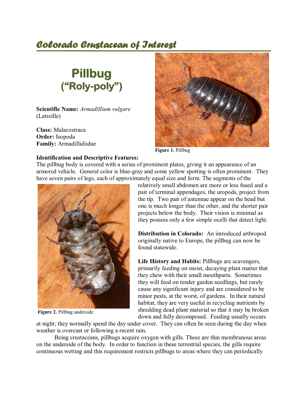 Pillbugs Are Scavengers, Primarily Feeding on Moist, Decaying Plant Matter That They Chew with Their Small Mouthparts