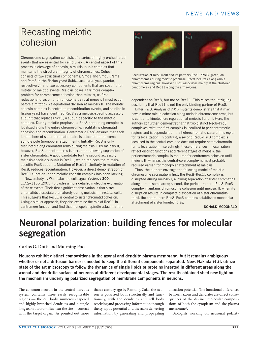 Neuronal Polarization: Building Fences for Molecular Segregation