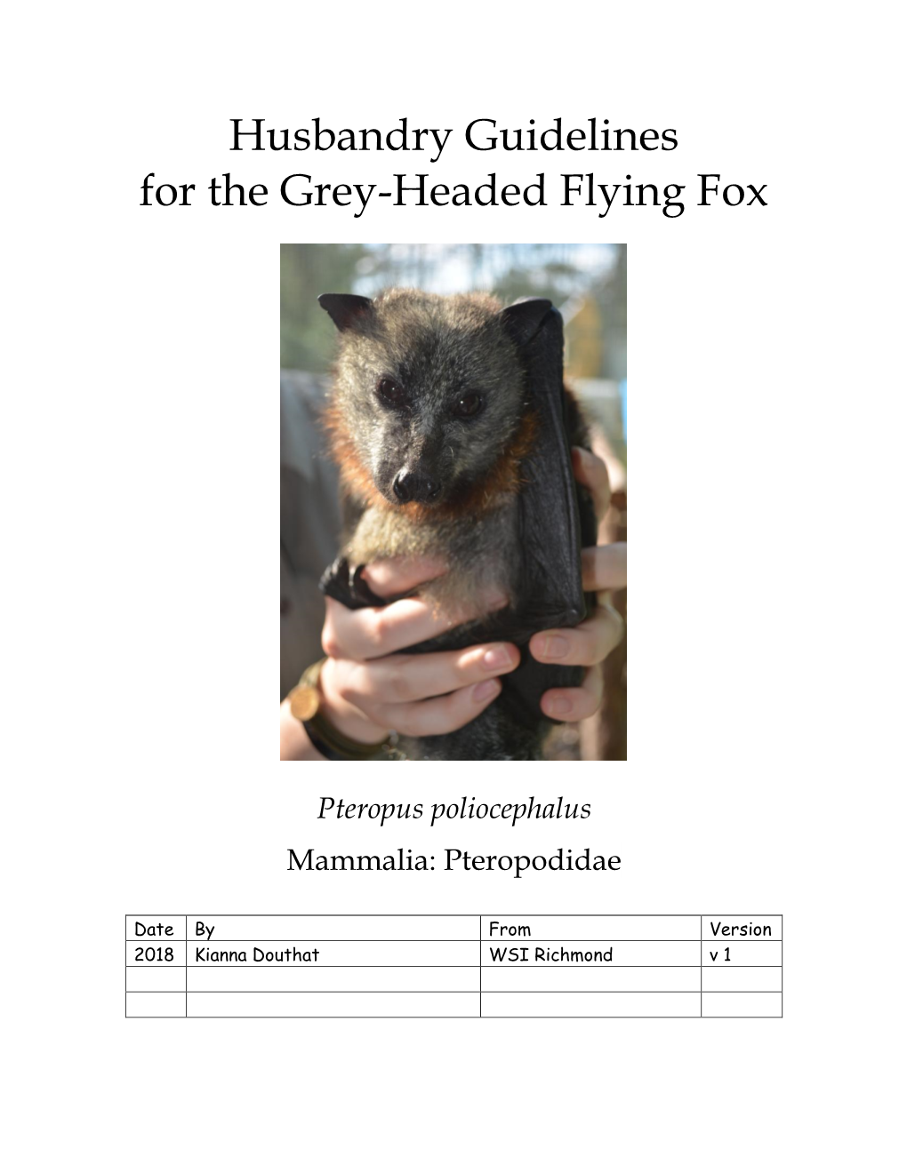 Grey-Headed Flying Fox Pteropus Poliocephalus