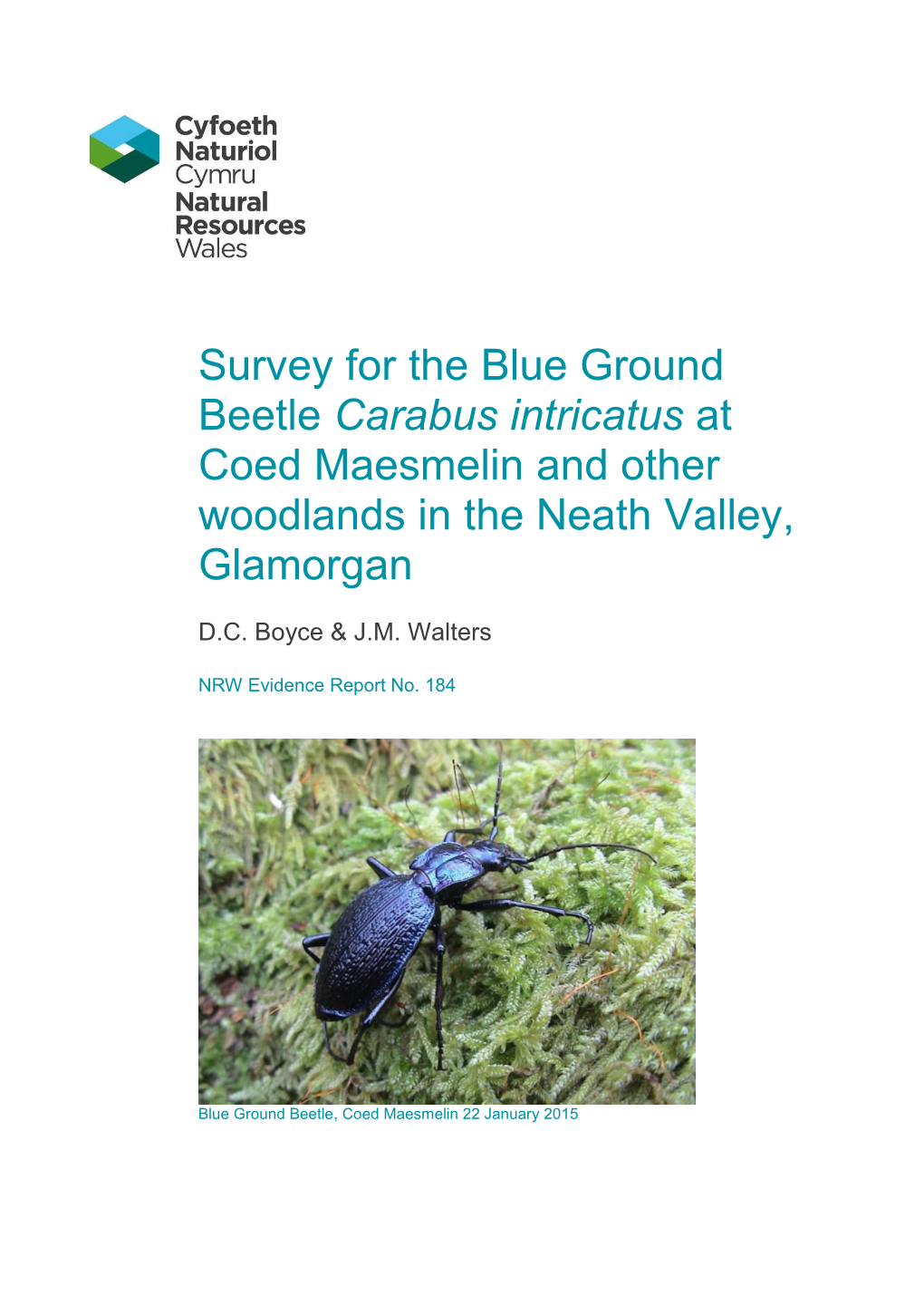 Survey for the Blue Ground Beetle Carabus Intricatus at Coed Maesmelin and Other Woodlands in the Neath Valley, Glamorgan
