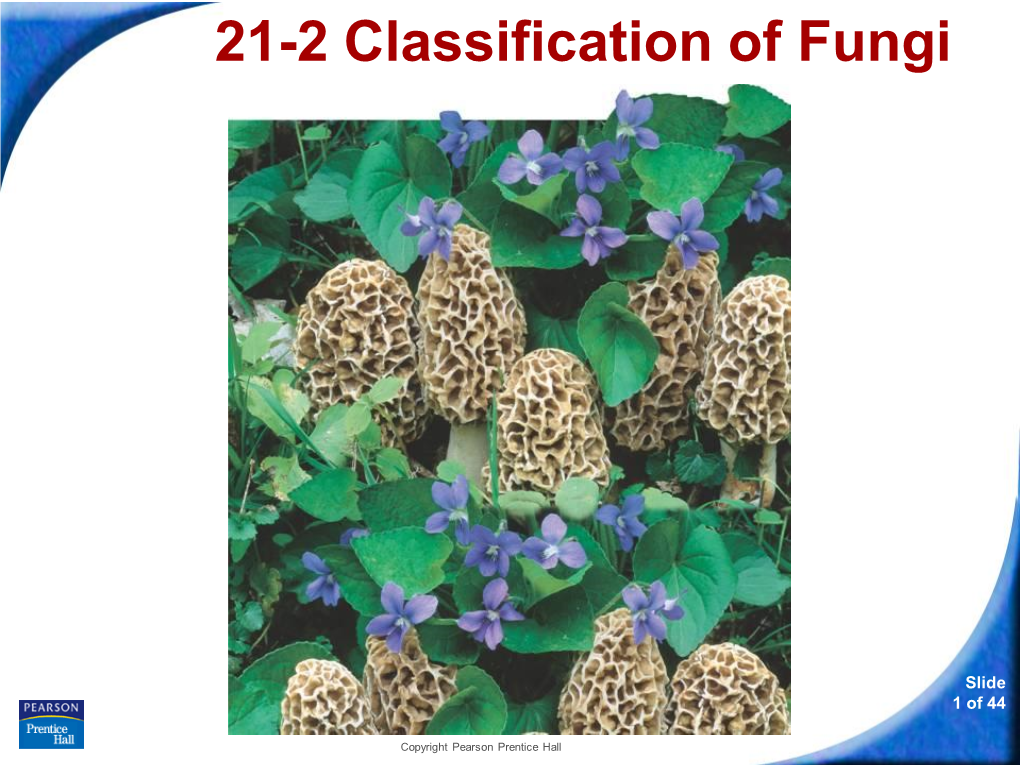 21-2 Classification of Fungi