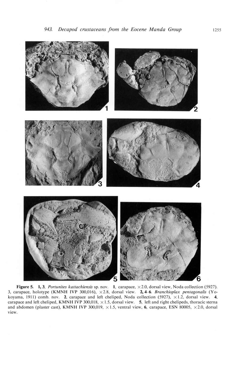 943. Decapod Crustaceans from the Eocene Manda Group 1255