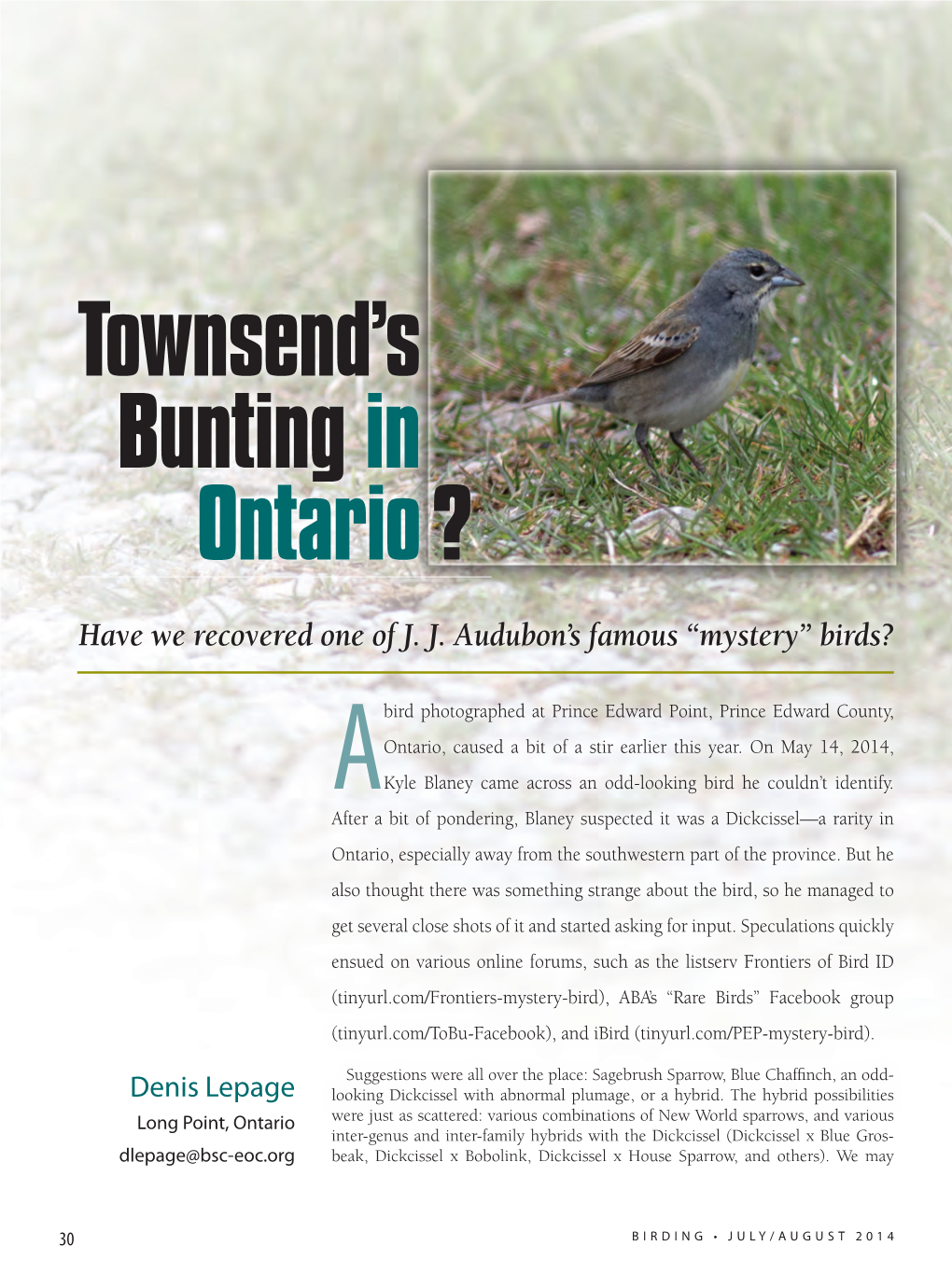 Townsend's Bunting in Ontario?