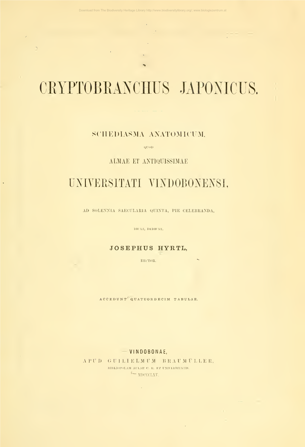 Cryptobranchaus Japonicus; Schediasma Anatomicum
