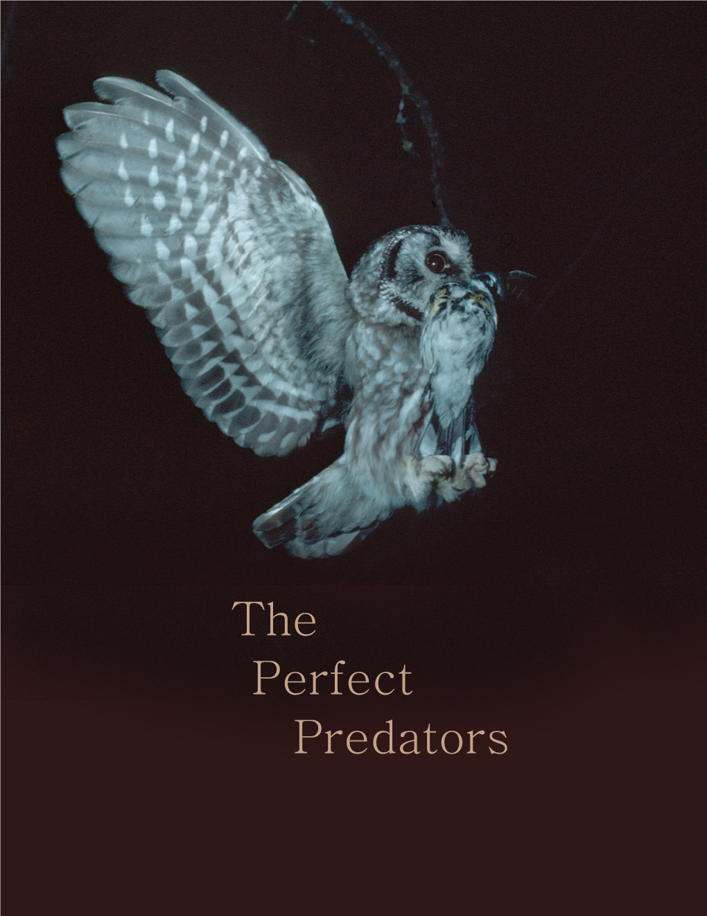 The Perfect Predator, Owl, by Bob