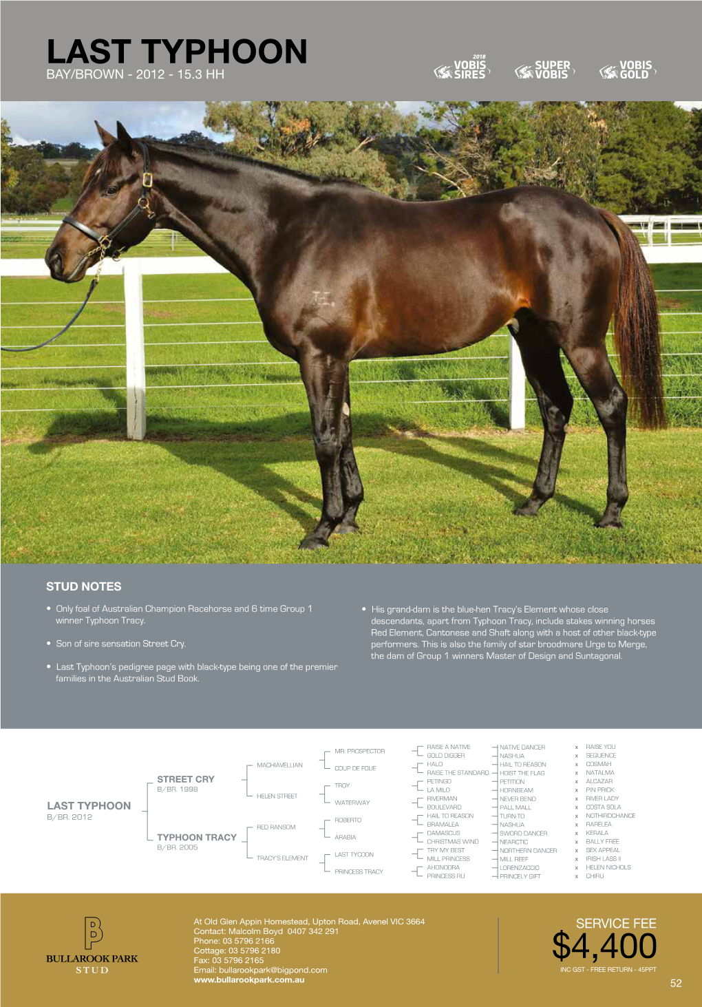 Last Typhoon Race Record | Stud Record | Male / Female Line Bay/Brown - 2012 - 15.3 Hh