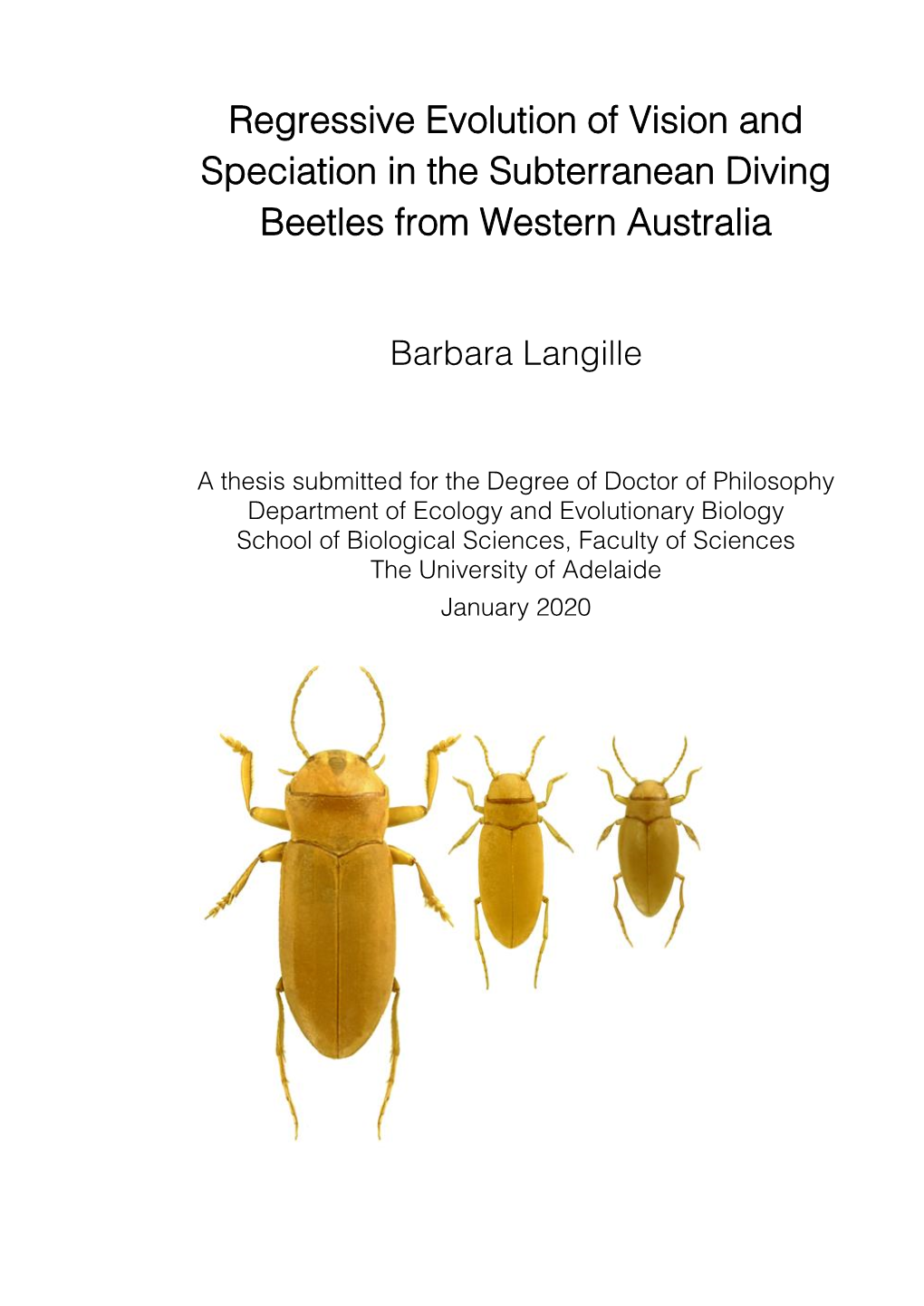 Regressive Evolution of Vision and Speciation in the Subterranean Diving Beetles from Western Australia