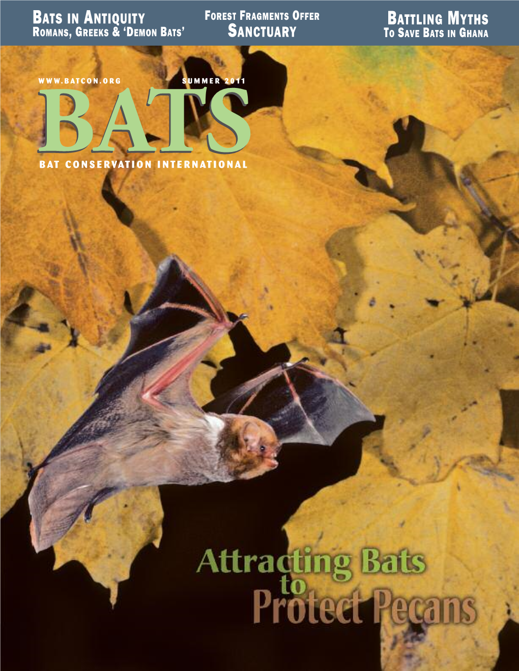 Bats in Antiquity Battling Myths Sanctuary