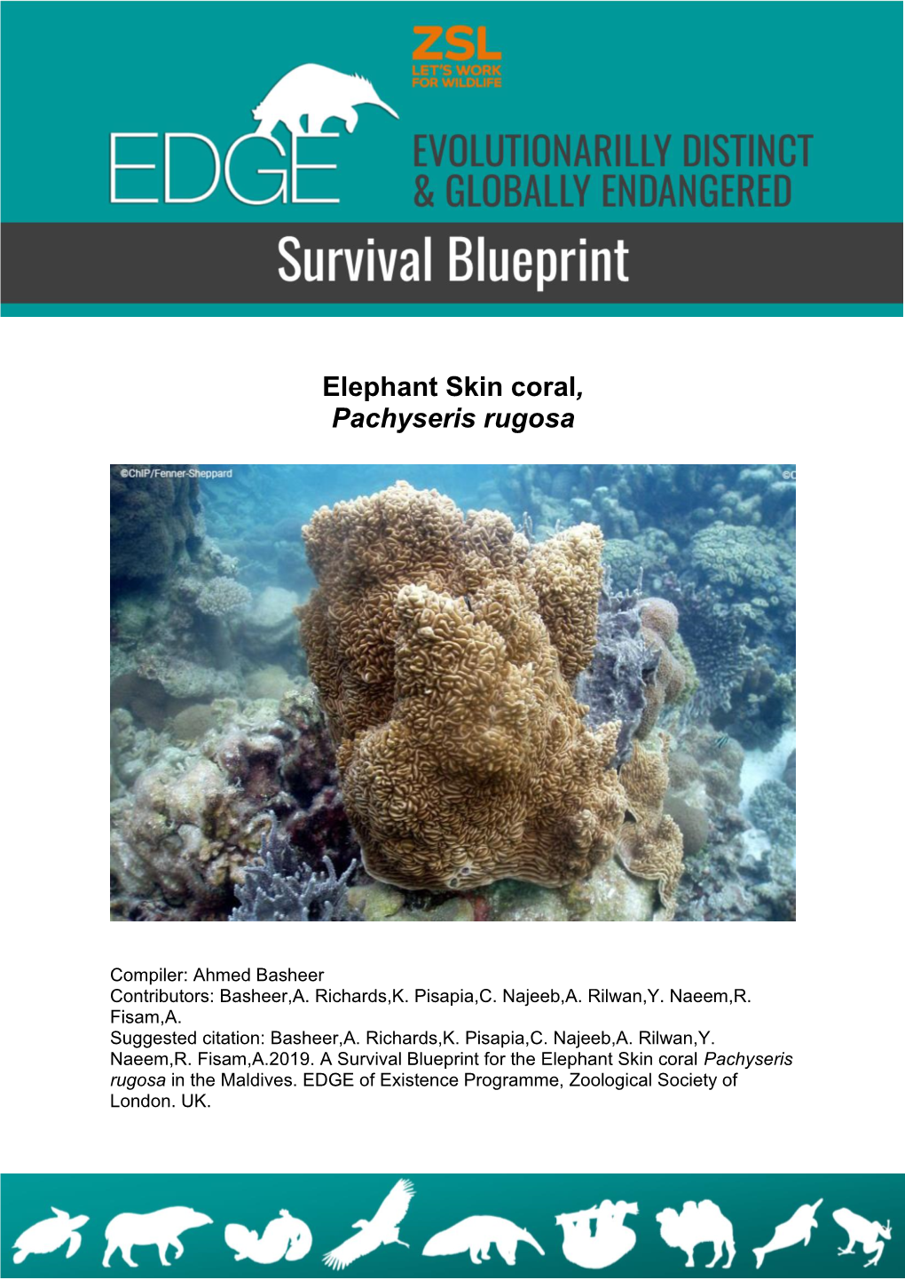 Elephant Skin Coral, Pachyseris Rugosa
