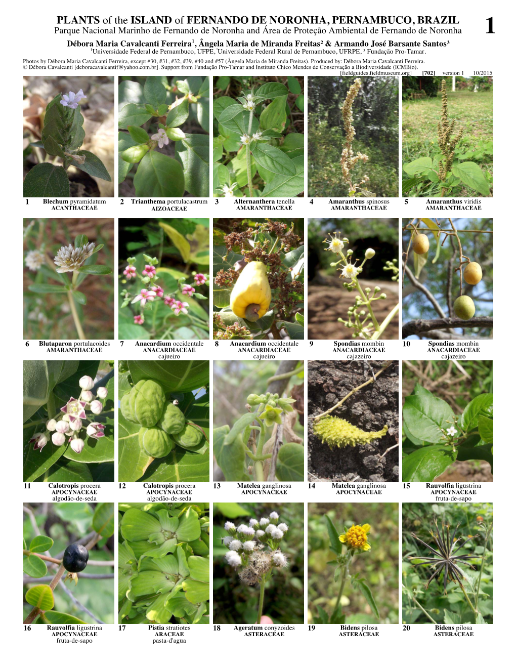 PLANTS of the ISLAND of FERNANDO DE NORONHA