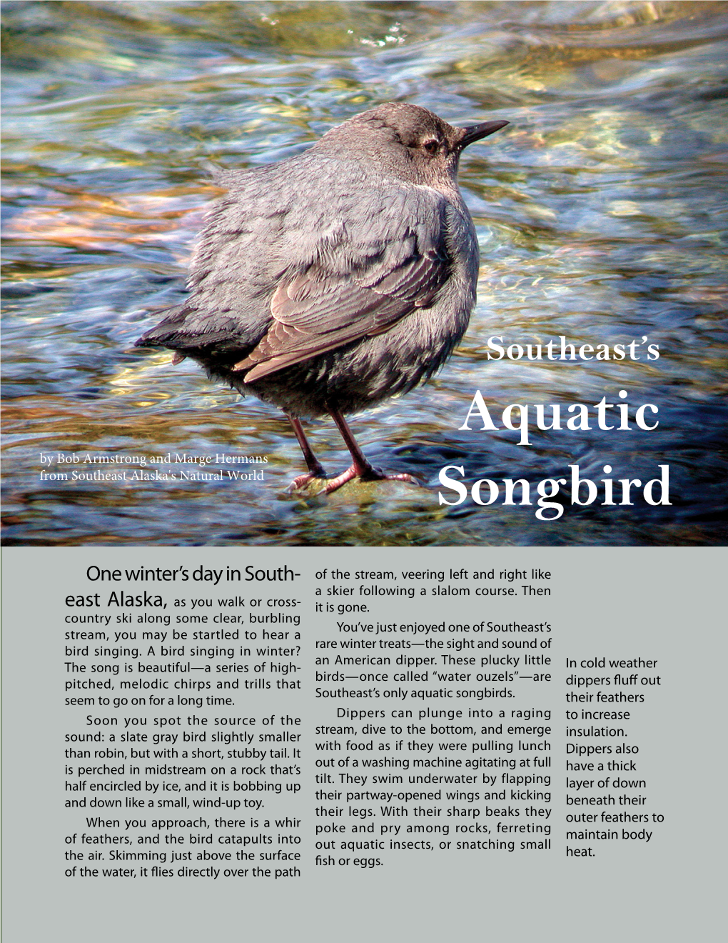 Southeast's Aquatic Songbird (American Dipper)