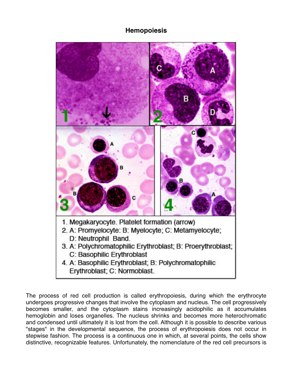 5 Hemopoiesis