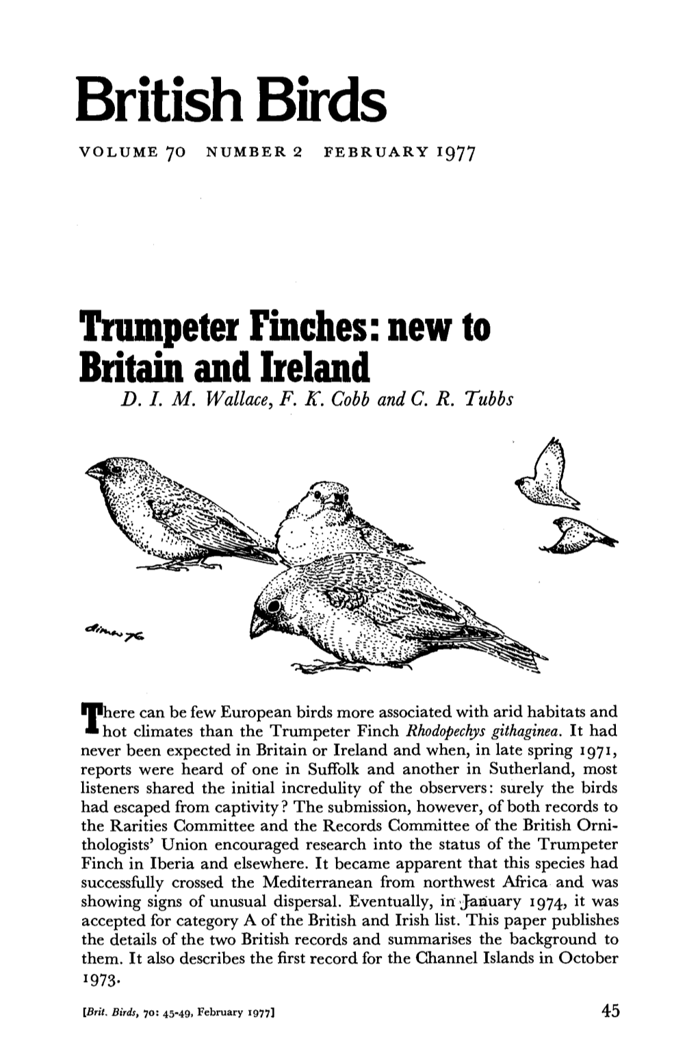 Trumpeter Finches: New to Britain and Ireland D