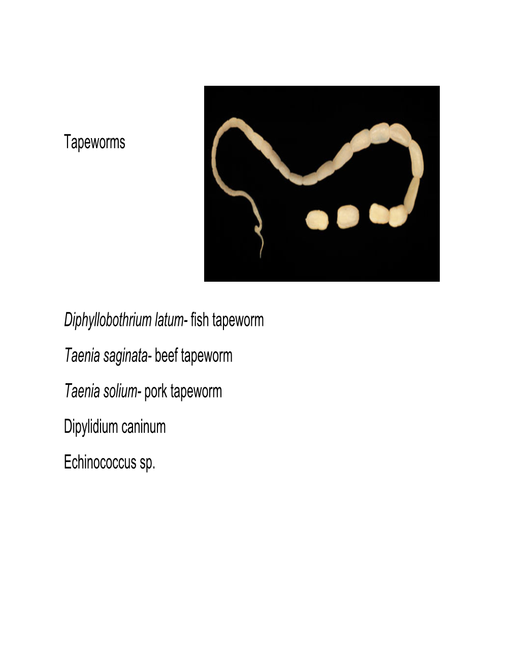 Tapeworms Diphyllobothrium Latum- Fish Tapeworm Taenia Saginata