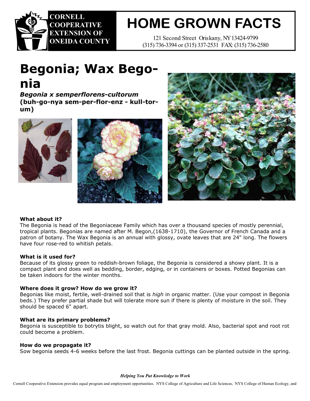 Begonia; Wax Bego