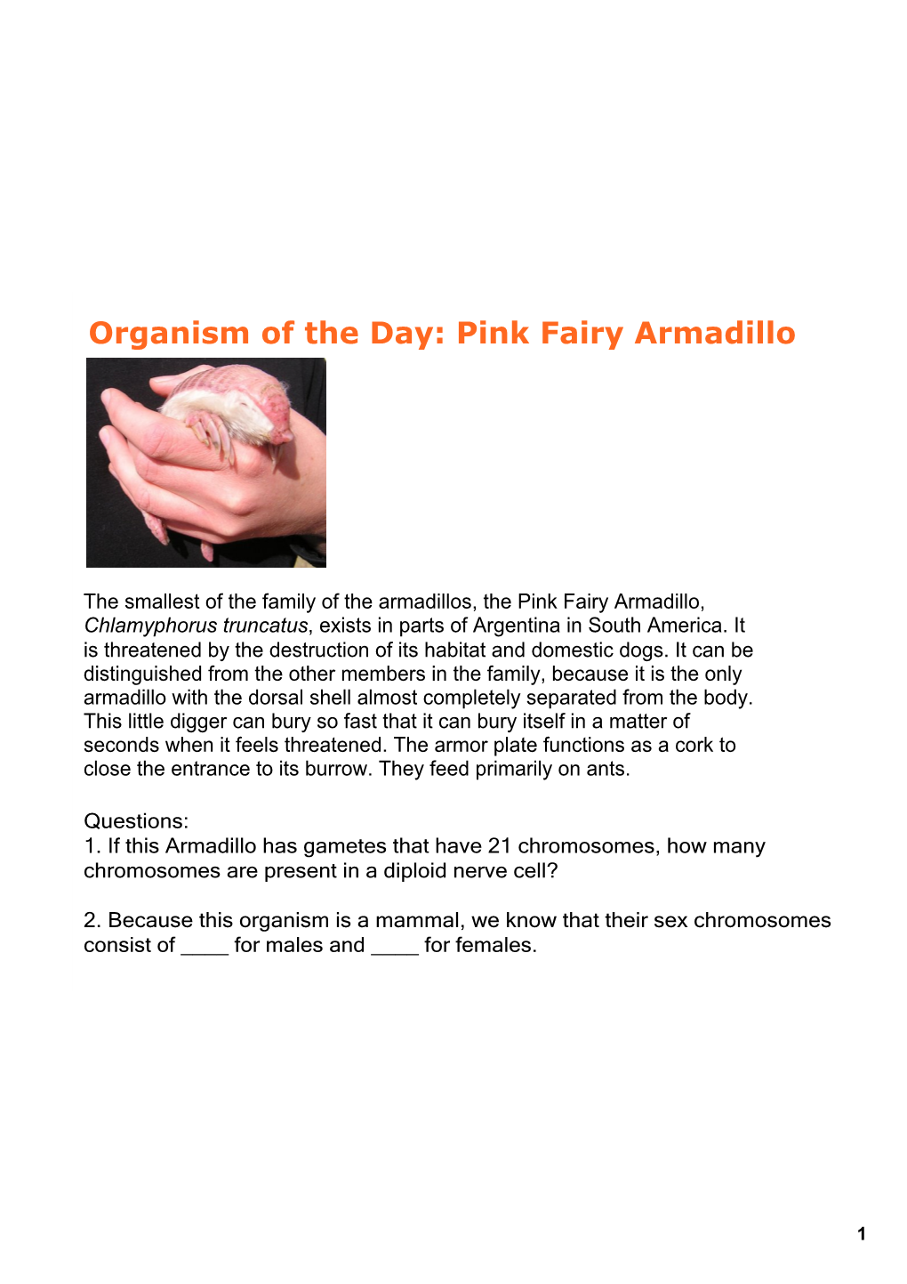 Organism of the Day: Pink Fairy Armadillo