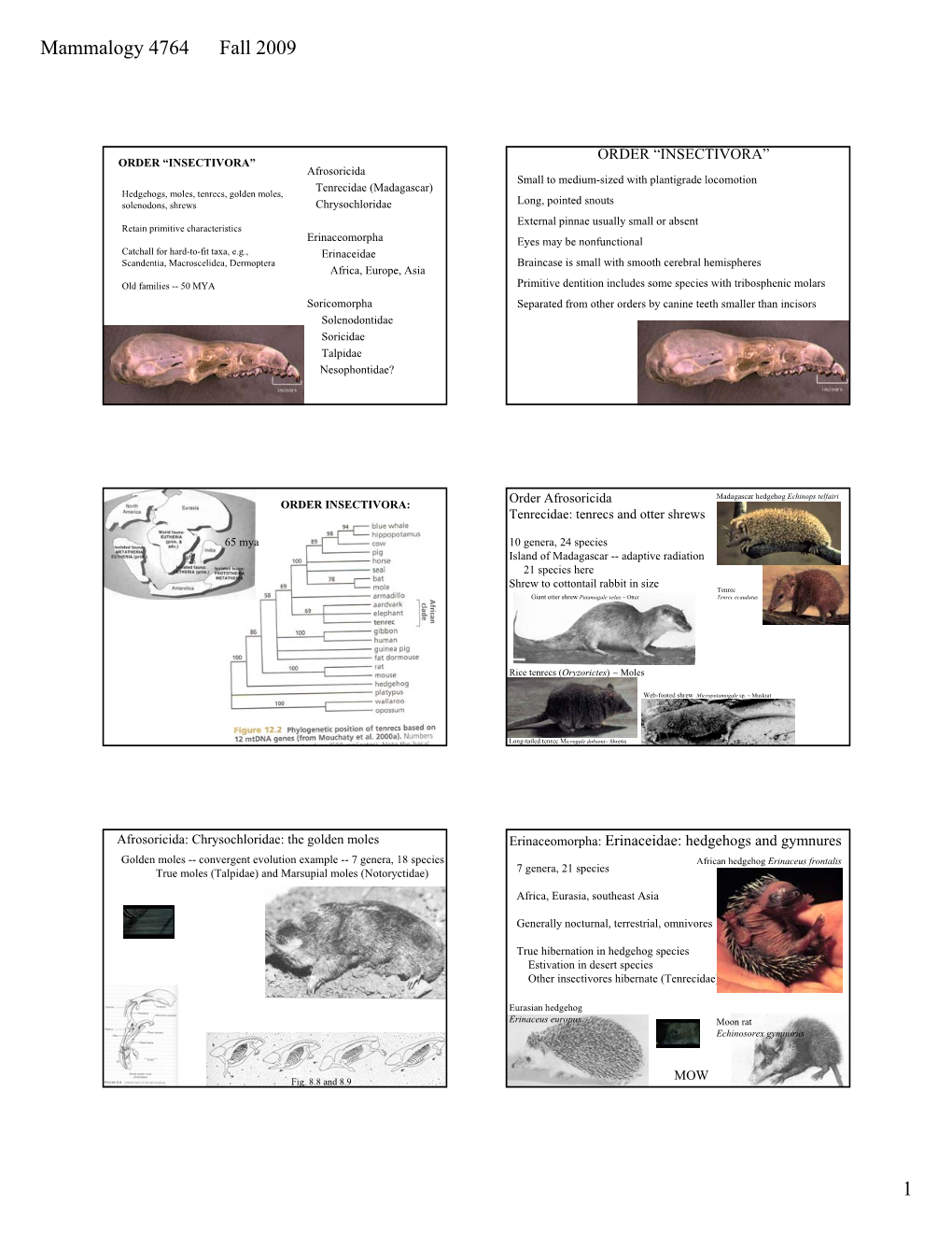 Mammalogy 4764 Fall 2009 1