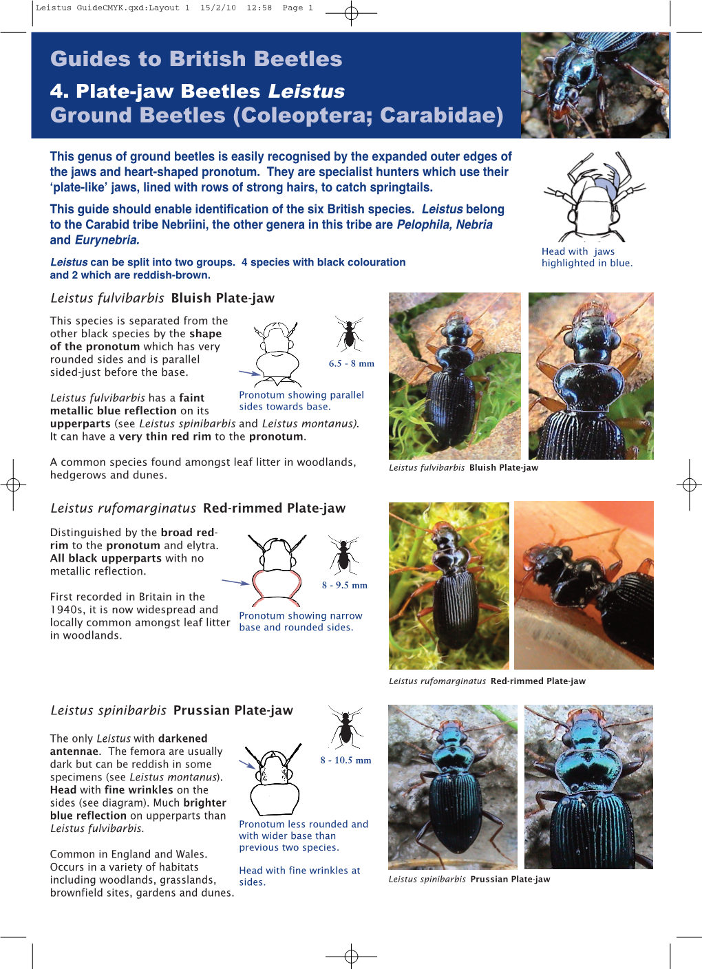 Guides to British Beetles Ground Beetles (Coleoptera
