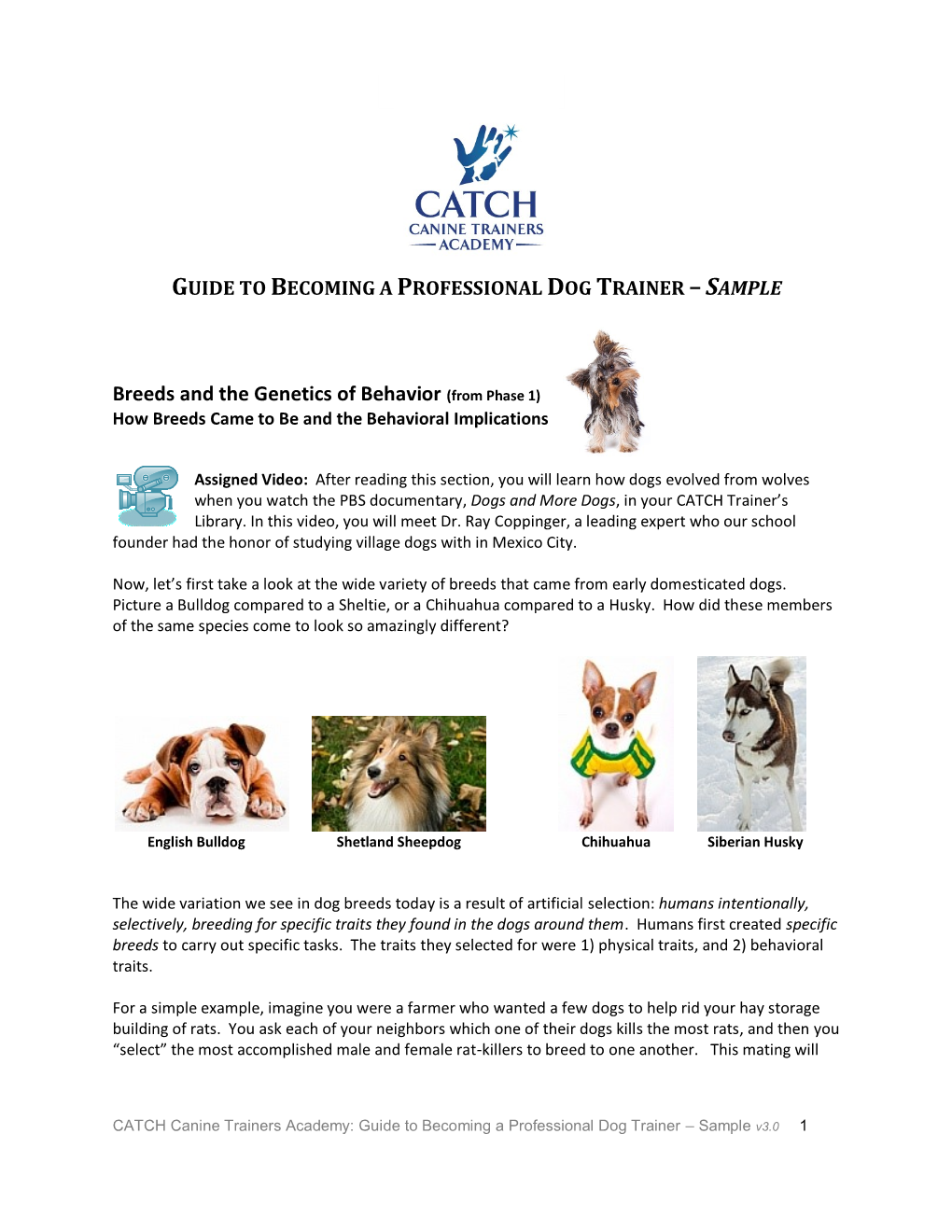 CATCH Guide to Becoming a Professional Dog Trainer