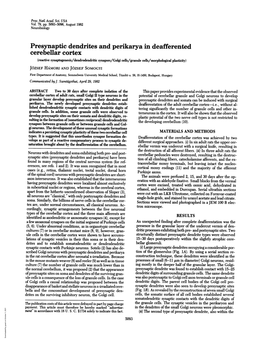 Presynaptic Dendrites and Perikarya in Deafferented Cerebellar Cortex