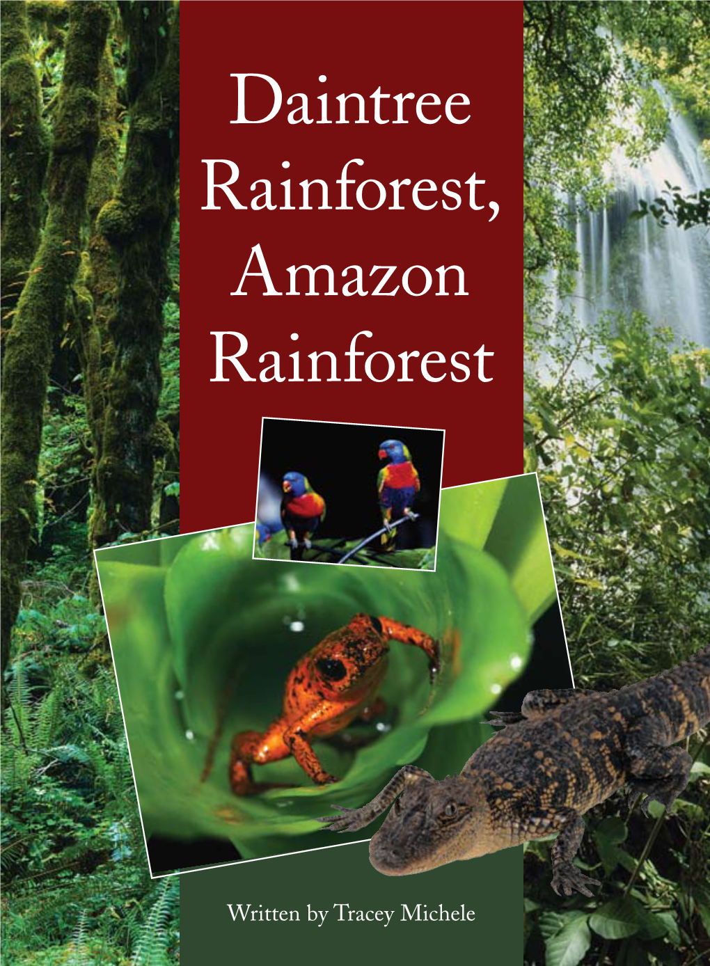 Daintree Rainforest, Amazon Rainforest Springboard 5