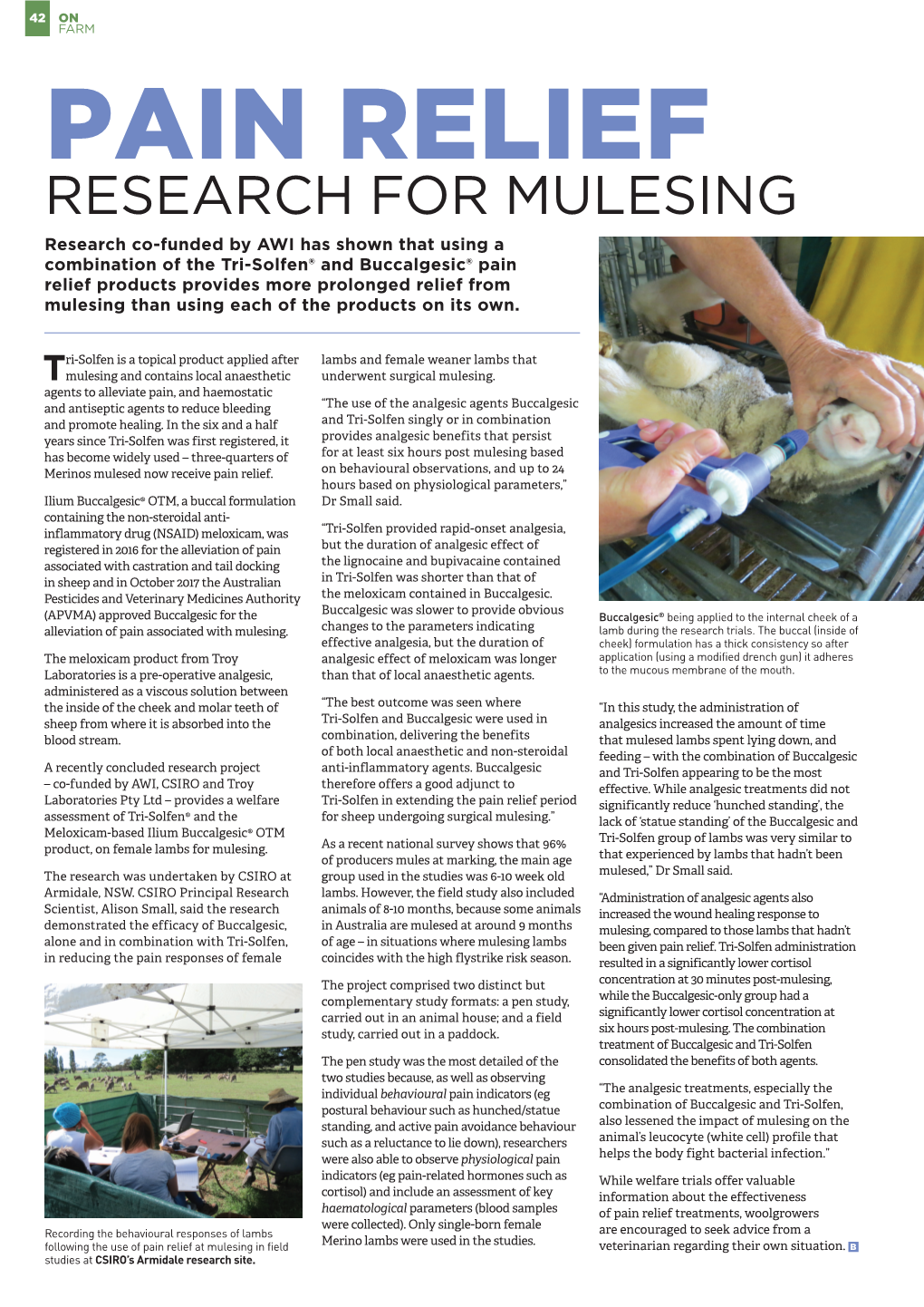 Pain Relief Research for Mulesing