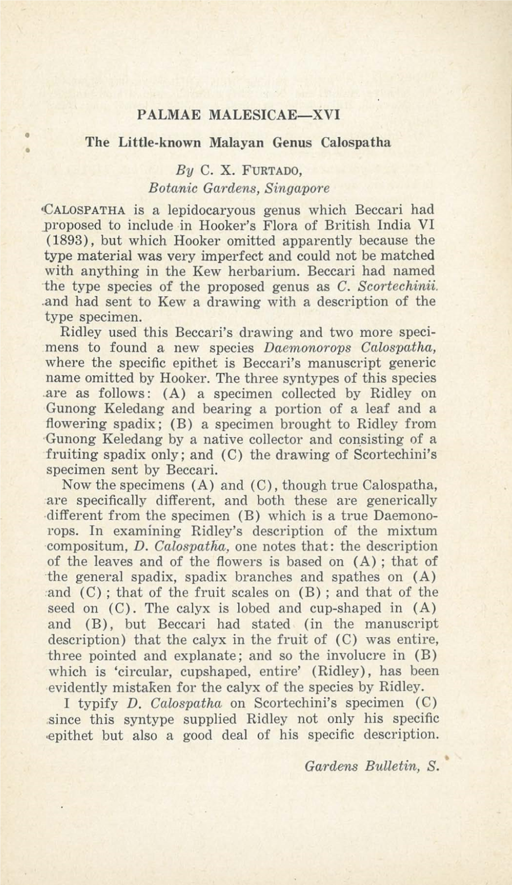 P ALMAE MALESICAE-XVI the Little-Known Malayan Genus