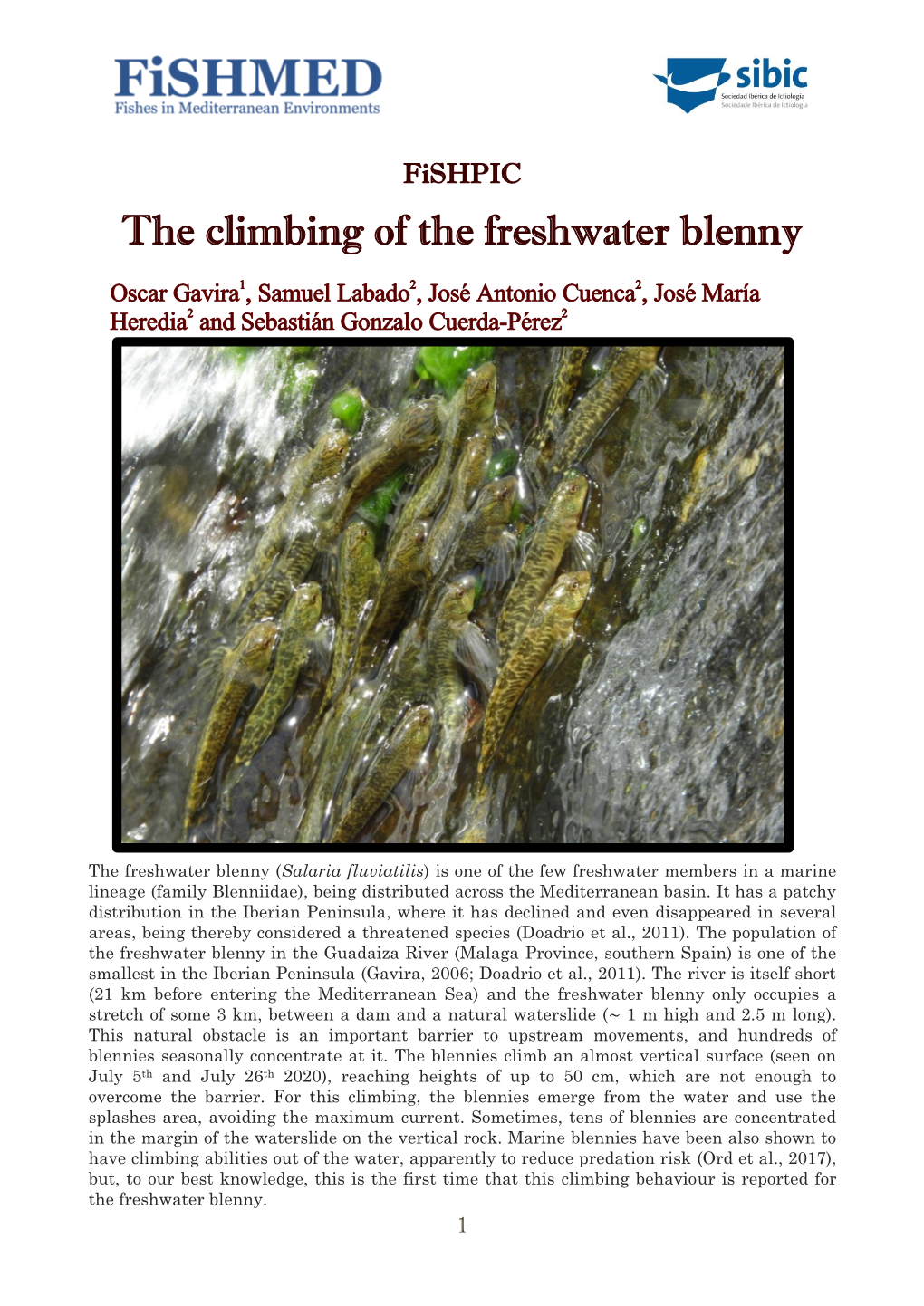 The Climbing of the Freshwater Blenny