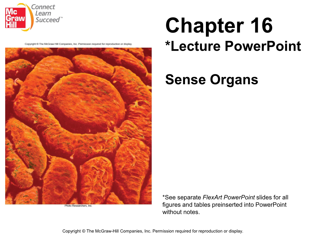 Lecture Powerpoint Sense Organs